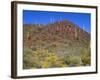 Saguaro National Park, Brittlebush Blooms Beneath Saguaro Cacti in Red Hills Area-John Barger-Framed Photographic Print