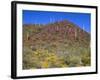 Saguaro National Park, Brittlebush Blooms Beneath Saguaro Cacti in Red Hills Area-John Barger-Framed Photographic Print