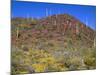 Saguaro National Park, Brittlebush Blooms Beneath Saguaro Cacti in Red Hills Area-John Barger-Mounted Photographic Print