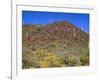 Saguaro National Park, Brittlebush Blooms Beneath Saguaro Cacti in Red Hills Area-John Barger-Framed Photographic Print