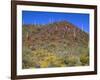 Saguaro National Park, Brittlebush Blooms Beneath Saguaro Cacti in Red Hills Area-John Barger-Framed Photographic Print