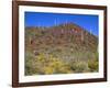 Saguaro National Park, Brittlebush Blooms Beneath Saguaro Cacti in Red Hills Area-John Barger-Framed Photographic Print