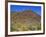 Saguaro National Park, Brittlebush Blooms Beneath Saguaro Cacti in Red Hills Area-John Barger-Framed Photographic Print