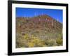 Saguaro National Park, Brittlebush Blooms Beneath Saguaro Cacti in Red Hills Area-John Barger-Framed Photographic Print