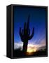 Saguaro National Park, Cactus, Sunset, Arizona, USA-Steve Vidler-Framed Stretched Canvas