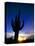 Saguaro National Park, Cactus, Sunset, Arizona, USA-Steve Vidler-Stretched Canvas