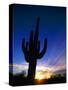 Saguaro National Park, Cactus, Sunset, Arizona, USA-Steve Vidler-Stretched Canvas