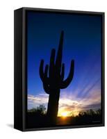 Saguaro National Park, Cactus, Sunset, Arizona, USA-Steve Vidler-Framed Stretched Canvas