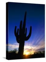 Saguaro National Park, Cactus, Sunset, Arizona, USA-Steve Vidler-Stretched Canvas