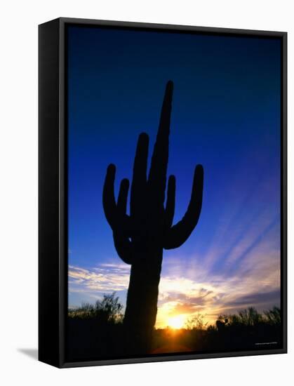 Saguaro National Park, Cactus, Sunset, Arizona, USA-Steve Vidler-Framed Stretched Canvas