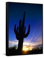 Saguaro National Park, Cactus, Sunset, Arizona, USA-Steve Vidler-Framed Stretched Canvas