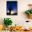 Saguaro National Park, Cactus, Sunset, Arizona, USA-Steve Vidler-Framed Stretched Canvas displayed on a wall