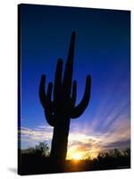 Saguaro National Park, Cactus, Sunset, Arizona, USA-Steve Vidler-Stretched Canvas