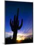 Saguaro National Park, Cactus, Sunset, Arizona, USA-Steve Vidler-Mounted Premium Photographic Print