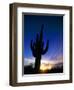 Saguaro National Park, Cactus, Sunset, Arizona, USA-Steve Vidler-Framed Photographic Print