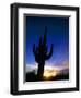 Saguaro National Park, Cactus, Sunset, Arizona, USA-Steve Vidler-Framed Photographic Print