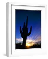 Saguaro National Park, Cactus, Sunset, Arizona, USA-Steve Vidler-Framed Photographic Print