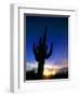 Saguaro National Park, Cactus, Sunset, Arizona, USA-Steve Vidler-Framed Photographic Print