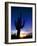 Saguaro National Park, Cactus, Sunset, Arizona, USA-Steve Vidler-Framed Photographic Print