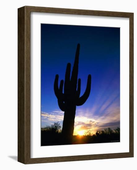 Saguaro National Park, Cactus, Sunset, Arizona, USA-Steve Vidler-Framed Photographic Print