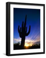 Saguaro National Park, Cactus, Sunset, Arizona, USA-Steve Vidler-Framed Photographic Print