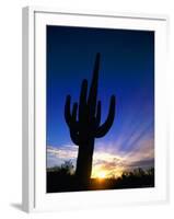 Saguaro National Park, Cactus, Sunset, Arizona, USA-Steve Vidler-Framed Photographic Print