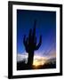 Saguaro National Park, Cactus, Sunset, Arizona, USA-Steve Vidler-Framed Photographic Print