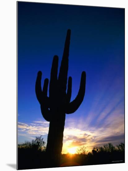 Saguaro National Park, Cactus, Sunset, Arizona, USA-Steve Vidler-Mounted Photographic Print