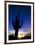 Saguaro National Park, Cactus, Sunset, Arizona, USA-Steve Vidler-Framed Photographic Print