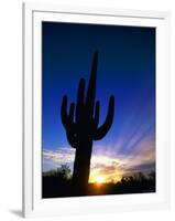 Saguaro National Park, Cactus, Sunset, Arizona, USA-Steve Vidler-Framed Photographic Print