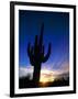 Saguaro National Park, Cactus, Sunset, Arizona, USA-Steve Vidler-Framed Photographic Print