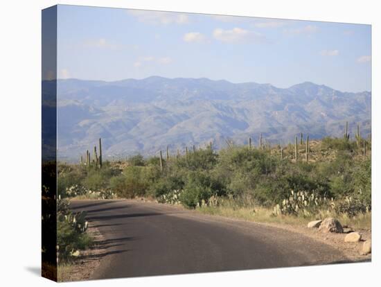 Saguaro National Park, Rincon Mountain District, Tucson, Arizona-Wendy Connett-Stretched Canvas