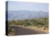 Saguaro National Park, Rincon Mountain District, Tucson, Arizona-Wendy Connett-Stretched Canvas