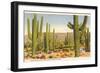 Saguaro National Park, Tucson, Arizon-null-Framed Art Print