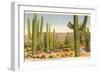 Saguaro National Park, Tucson, Arizon-null-Framed Art Print