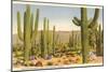 Saguaro National Park, Tucson, Arizon-null-Mounted Art Print