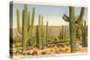 Saguaro National Park, Tucson, Arizon-null-Stretched Canvas