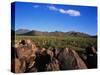 Saguaro National Park-James Randklev-Stretched Canvas