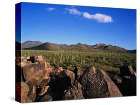 Saguaro National Park-James Randklev-Stretched Canvas