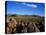 Saguaro National Park-James Randklev-Stretched Canvas