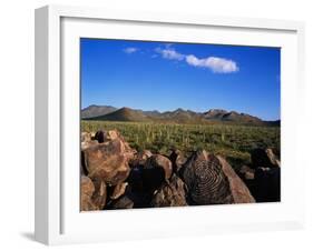 Saguaro National Park-James Randklev-Framed Premium Photographic Print