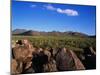 Saguaro National Park-James Randklev-Mounted Premium Photographic Print