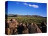 Saguaro National Park-James Randklev-Stretched Canvas