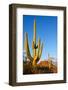 Saguaro National Park-cec72-Framed Photographic Print