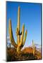 Saguaro National Park-cec72-Mounted Photographic Print