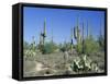 Saguaro Organ Pipe Cactus and Prickly Pear Cactus, Saguaro National Monument, Tucson, Arizona, USA-Anthony Waltham-Framed Stretched Canvas