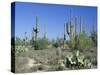 Saguaro Organ Pipe Cactus and Prickly Pear Cactus, Saguaro National Monument, Tucson, Arizona, USA-Anthony Waltham-Stretched Canvas