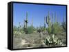 Saguaro Organ Pipe Cactus and Prickly Pear Cactus, Saguaro National Monument, Tucson, Arizona, USA-Anthony Waltham-Framed Stretched Canvas