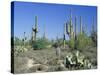 Saguaro Organ Pipe Cactus and Prickly Pear Cactus, Saguaro National Monument, Tucson, Arizona, USA-Anthony Waltham-Stretched Canvas