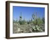 Saguaro Organ Pipe Cactus and Prickly Pear Cactus, Saguaro National Monument, Tucson, Arizona, USA-Anthony Waltham-Framed Photographic Print